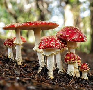 Amanita Muscaria: What is it and how can it help?