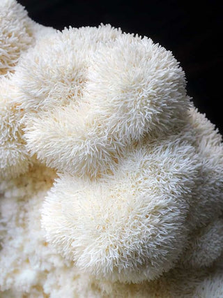 When is the best time to take Lion's Mane Mushroom?