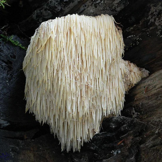 Lion's Mane Mushroom: 5 Benefits of ‘The Brain Mushroom’