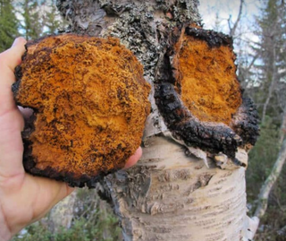 Chaga Mushroom: 5 benefits of the "King of Medicinal Mushrooms" - bloomable.ca