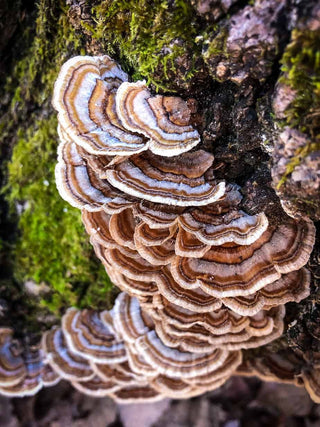 turkey tail mushroom, medicinal mushroom