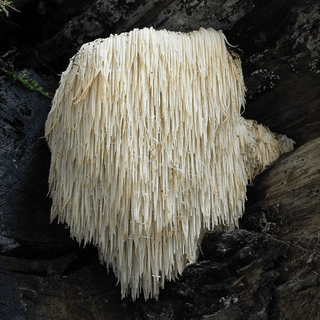 Lion's Mane Mushroom: 5 Benefits of ‘The Brain Mushroom’ - Bloomable Natural Products