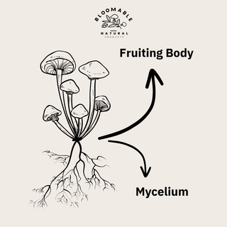 Mycelium vs Fruiting Body Mushroom - Bloomable Natural Products