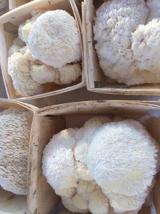 Where to Buy High-Quality Lion's Mane Mushrooms - Bloomable Natural Products