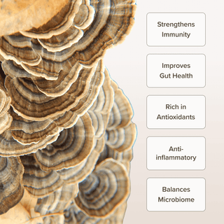 Turkey Tail Mushroom Powder (100 gr) - Bloomable Natural Products